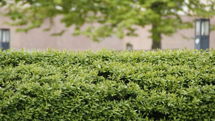 So lagert man hochwertige Gartengeräte sicher und trocken